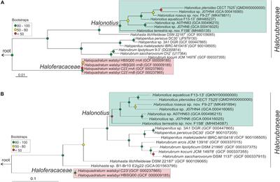 New Halonotius Species Provide Genomics-Based Insights Into Cobalamin Synthesis in Haloarchaea